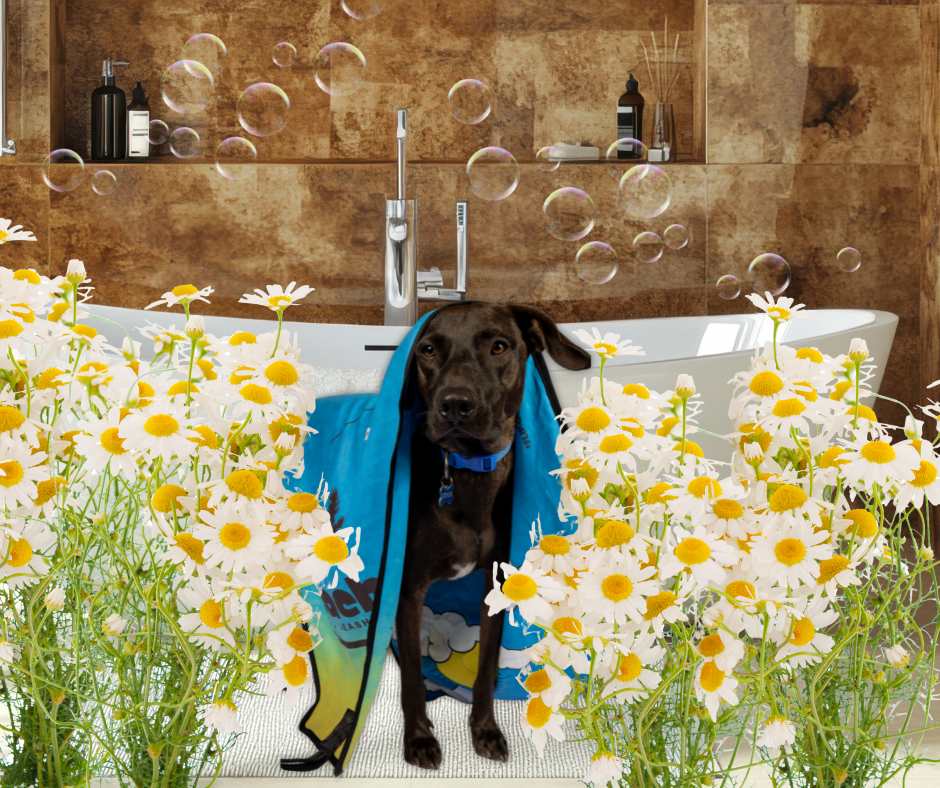 Natural Homemade Dog Remedies Every Dog Parent Should Know