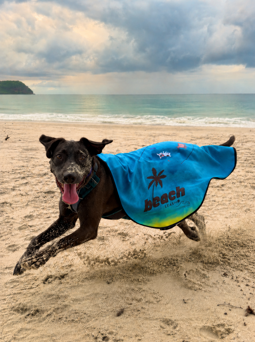 Why Do Dogs Get the Zoomies After a Bath or Swim