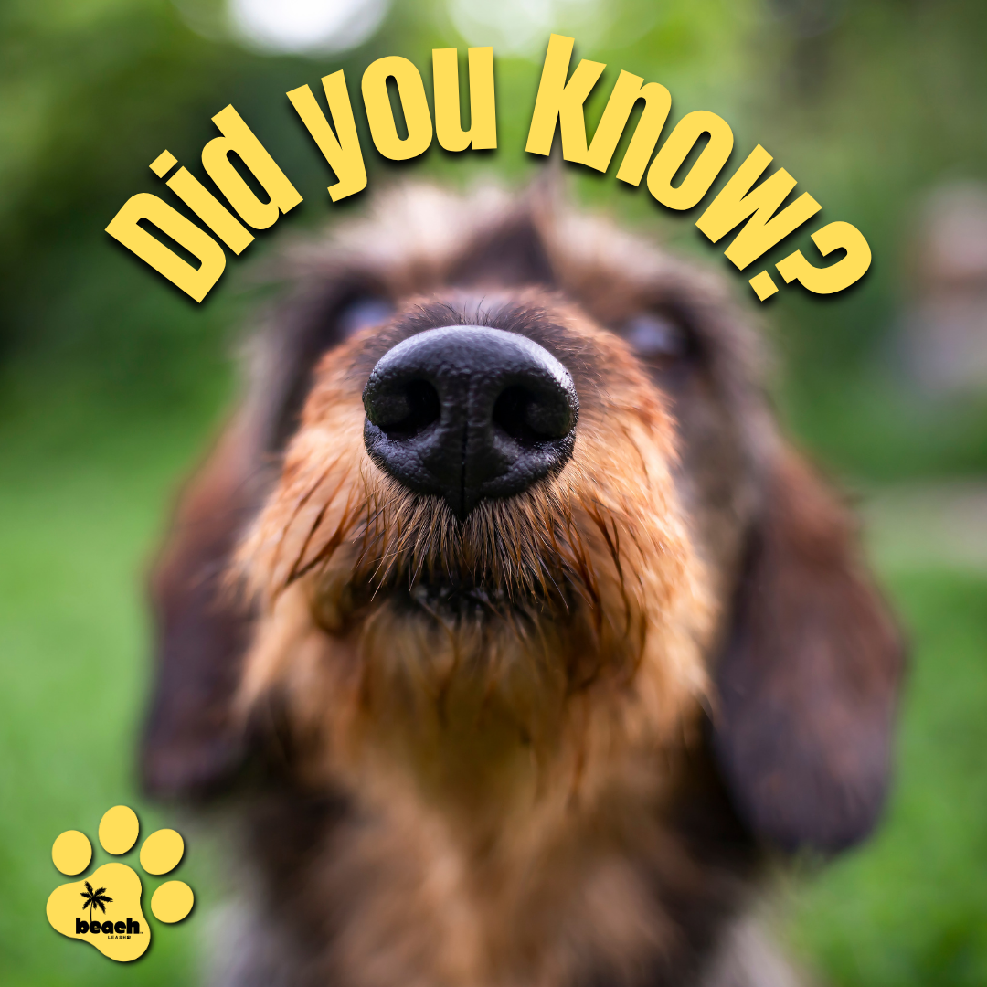 🐾 The World Through a Dog’s Nose