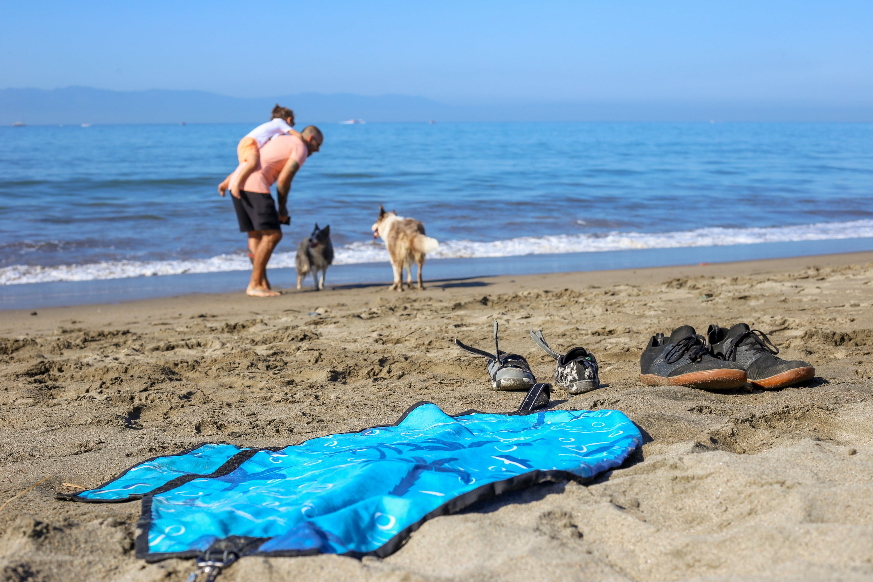 Why Dogs Love the Beach More Than Any Other Environment (Backed by Behavior and Biology)