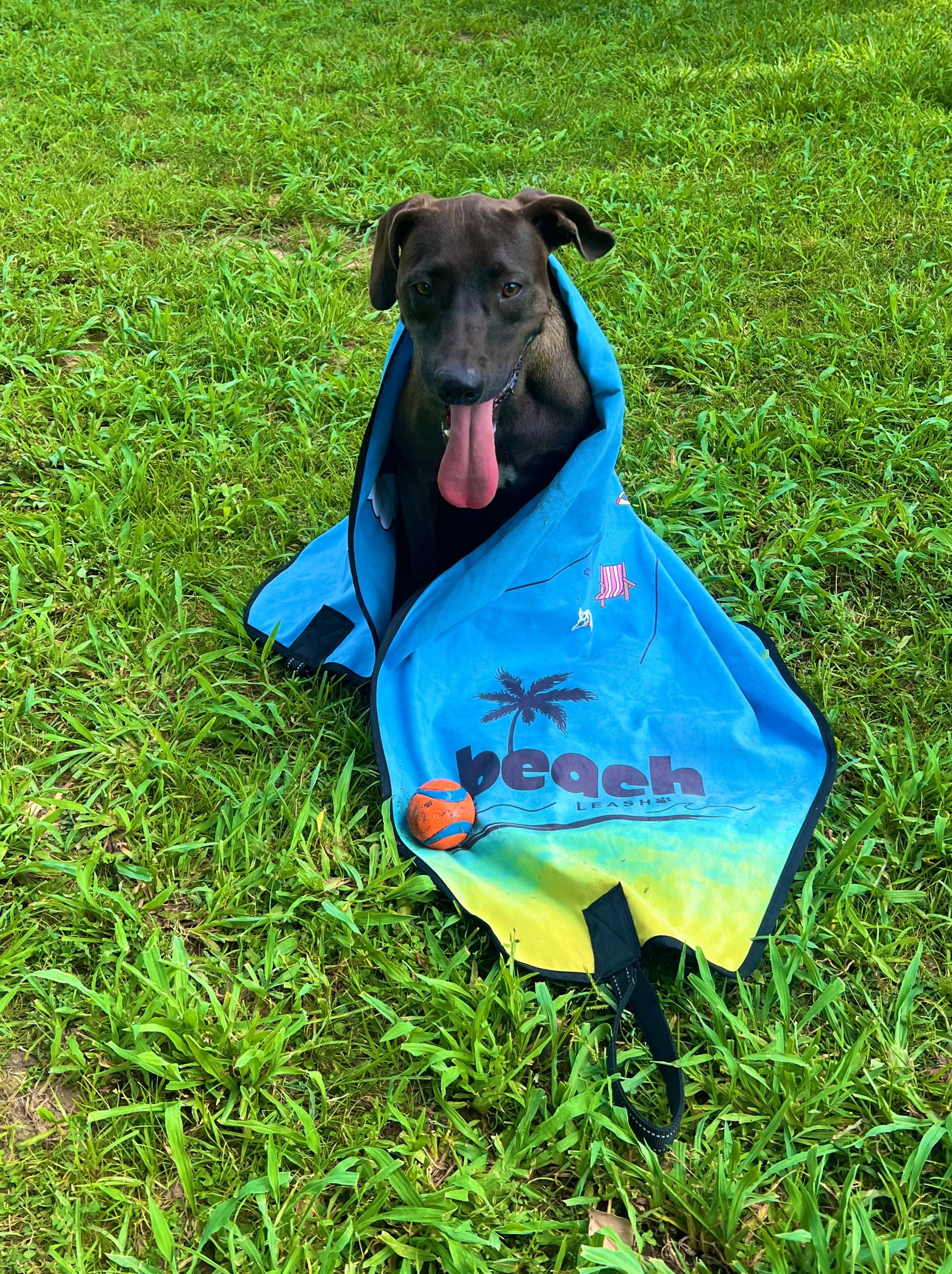 Happy dog sitting in grass wrapped in the Beach Leash in towel mode after playing and working on agility training