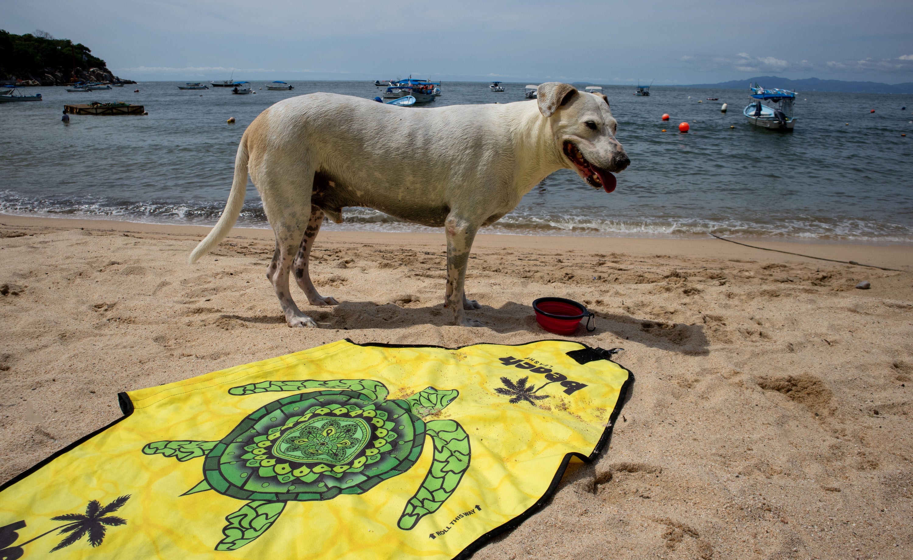 The Evolution of Dog Gear: Why Modern Dog Owners Are Moving Toward Smarter, Multi-Functional Design