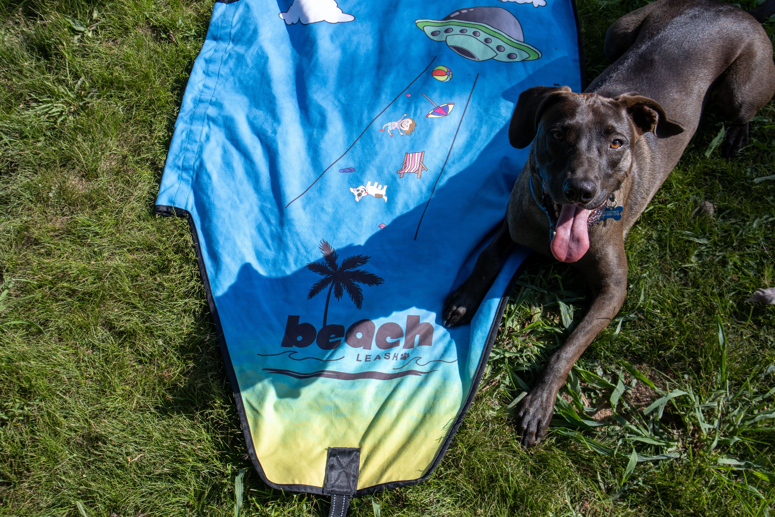 DIY Frozen Dog Enrichment: 10 Easy Ideas for Hot Days