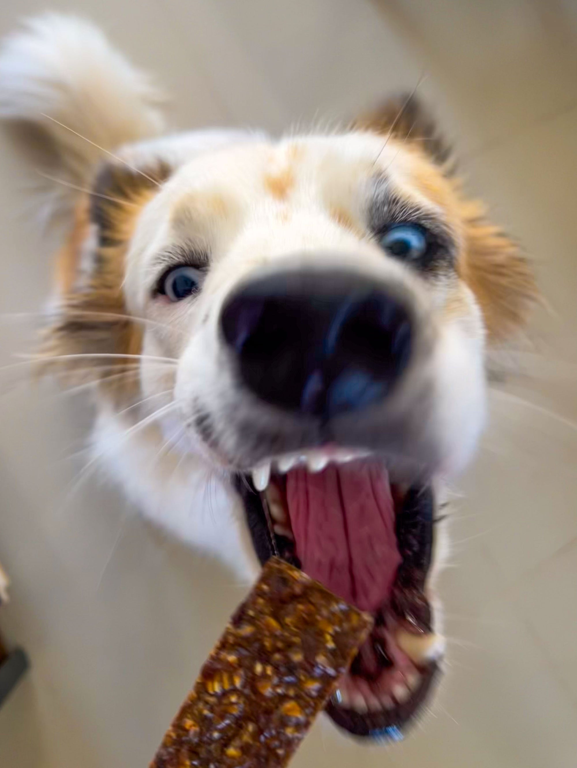 🐶 Healthy Homemade Dog Treats: Liver & Oat Cookies Your Pup Will Love