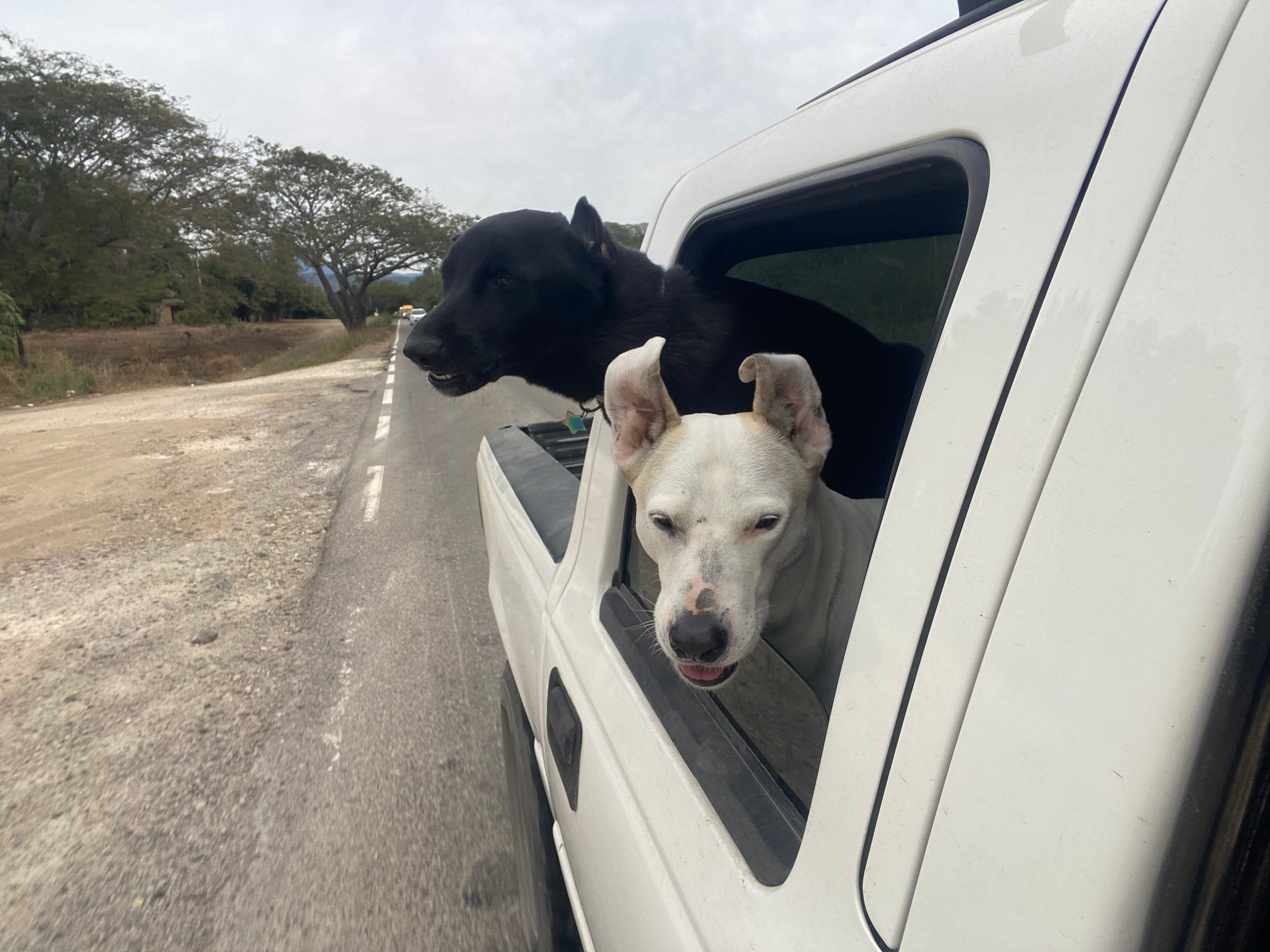 Road Trips With Dogs: How to Keep Your Car Clean, Organized, and Stress-Free