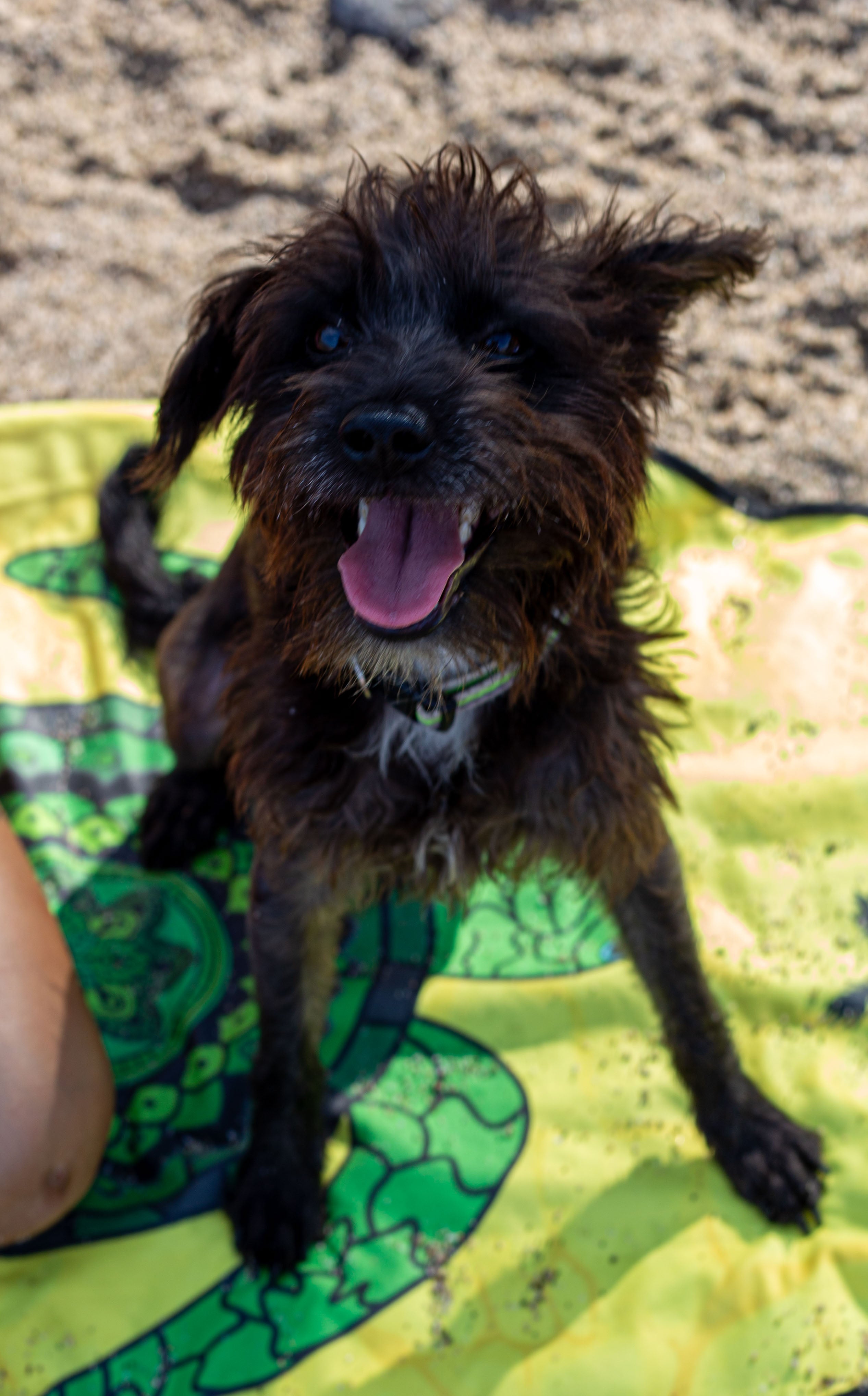Why Some Dogs Act “Crazy” After the Beach (And What It Actually Means)