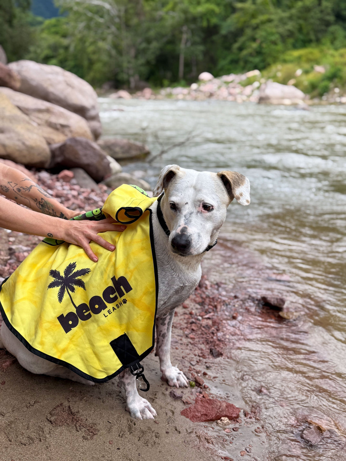 How Touch and Routine Build Trust With Rescue Dogs – The Beach Leash ...