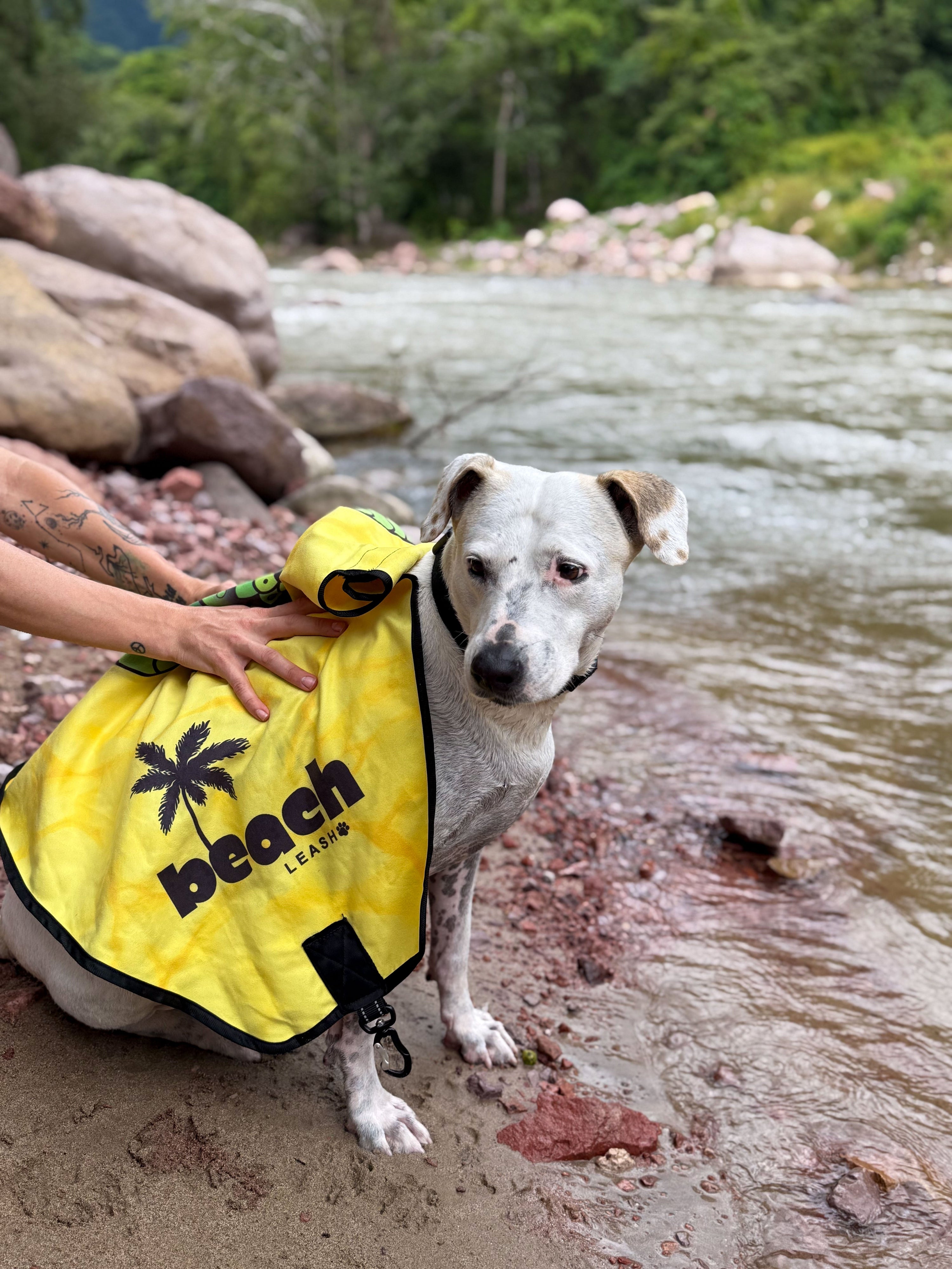 How Touch and Routine Build Trust With Rescue Dogs