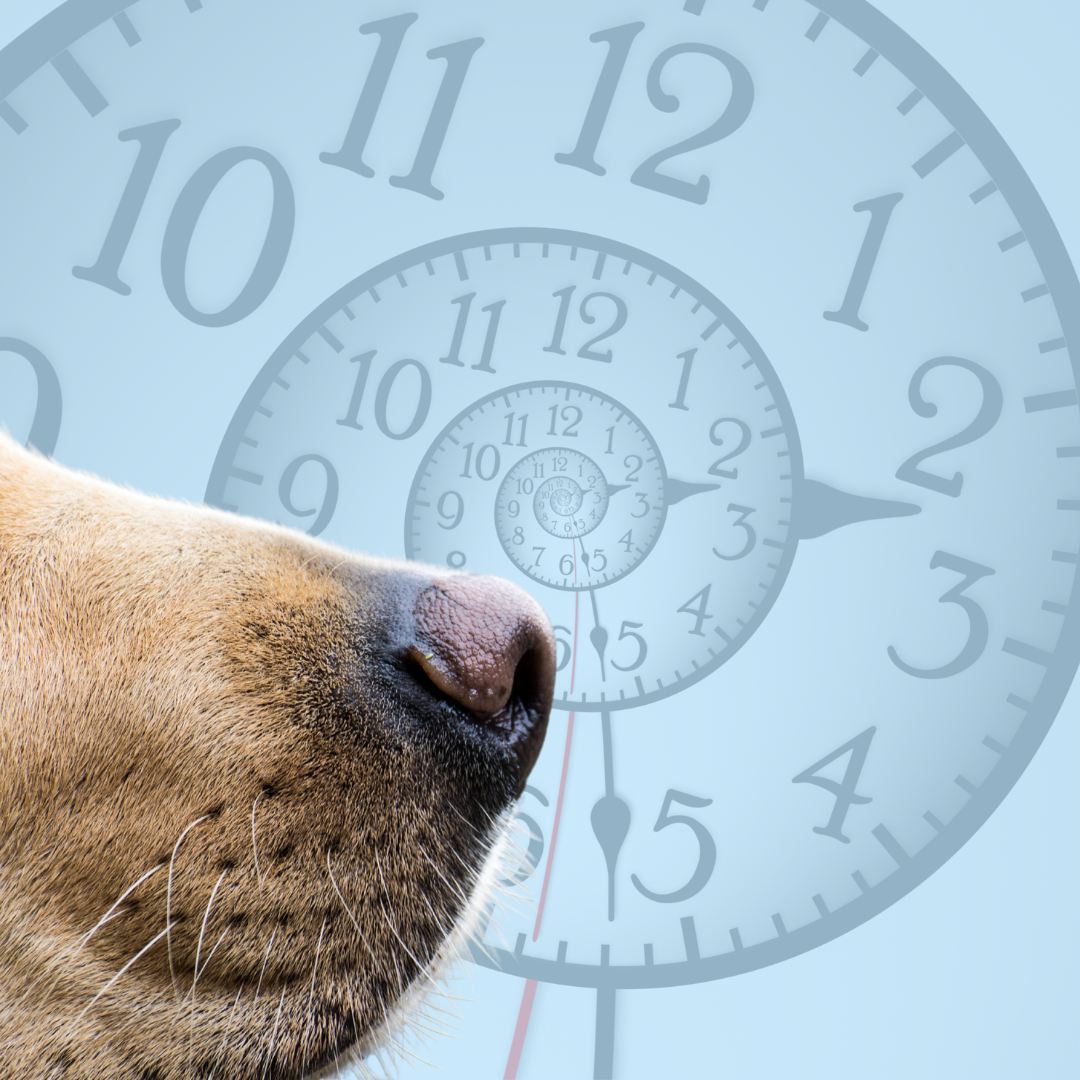 Fun Dog Fact: They Can Smell Time