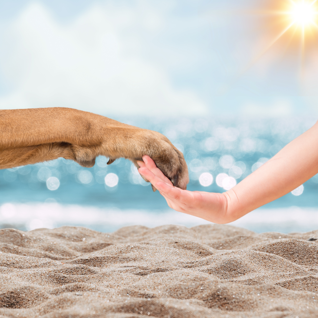 Summer Paw Care Tips