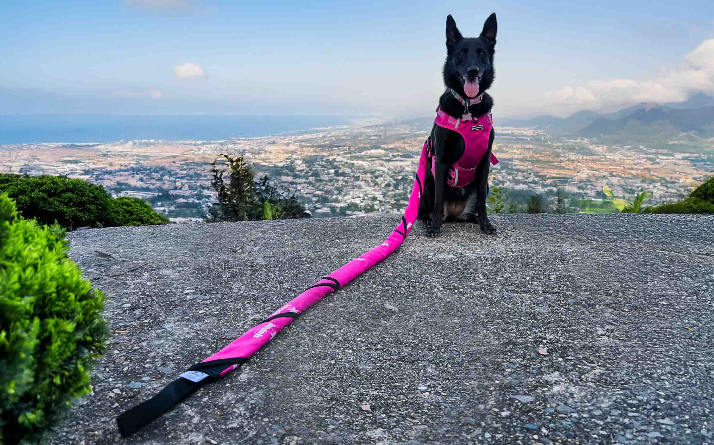 Why Dogs Thrive on “Adventure Days” — And How to Build One Into Your Routine