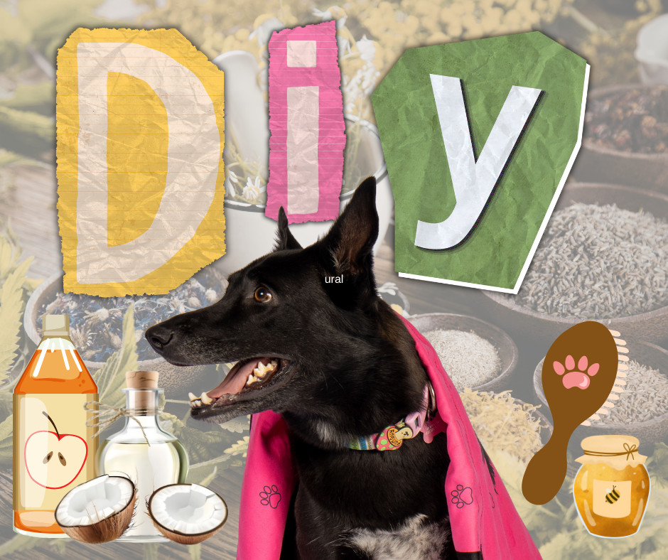 Creating DIY Dog Care Solutions at Home