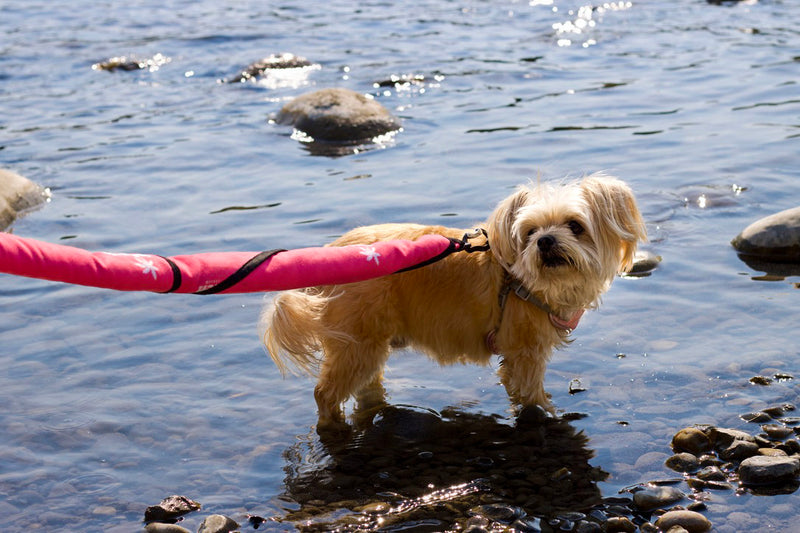 Lake Walks