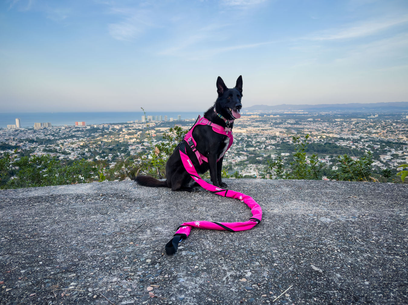 Dog at lookout wearing Beach Leash in leash mode