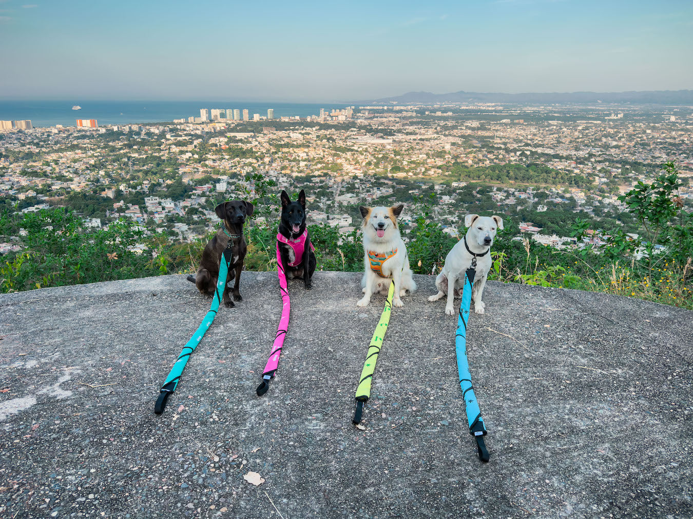 Group of dogs on Beach Leash overlooking a coastal viewpoint