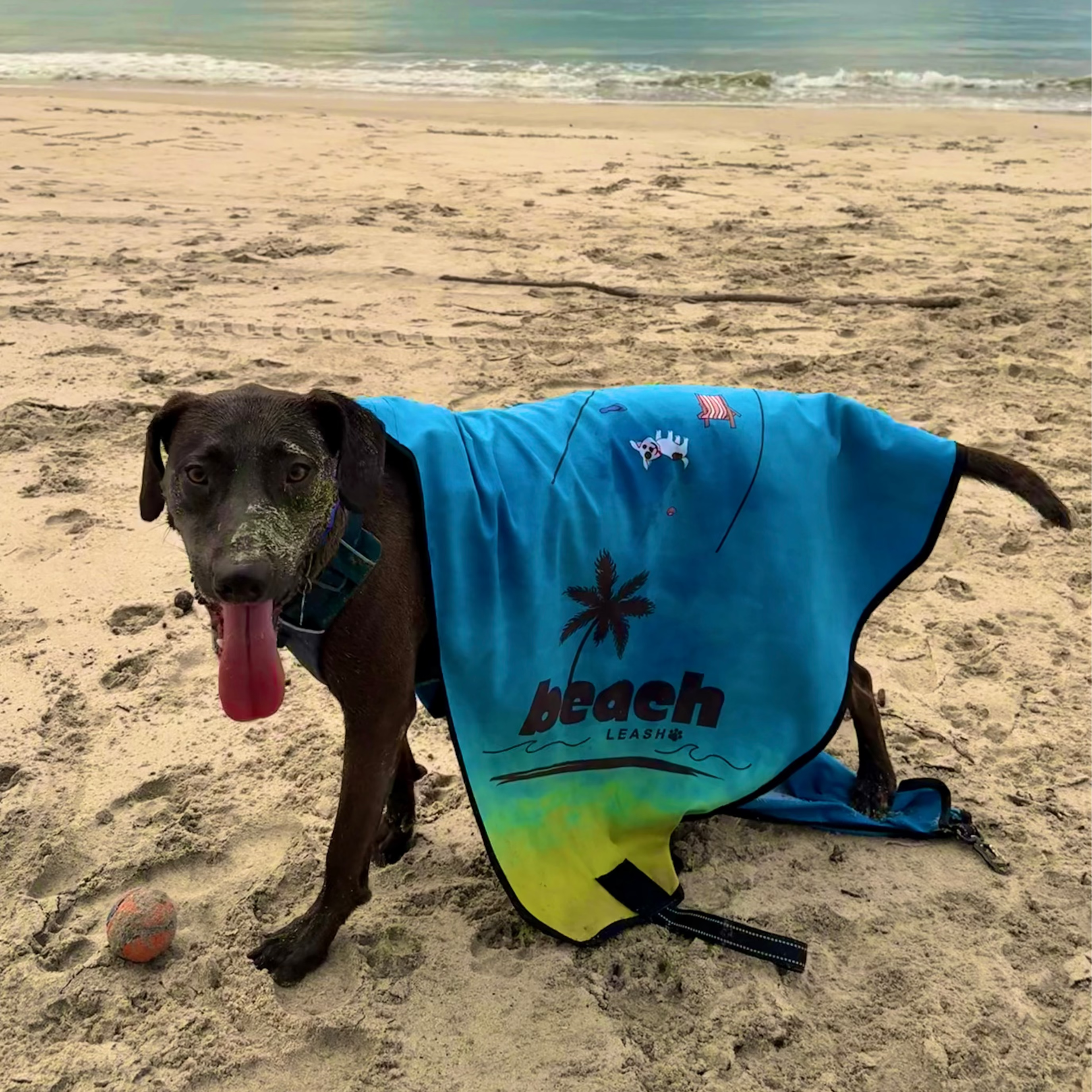 Sandy dog wrapped in Beach Leash towel at the beach