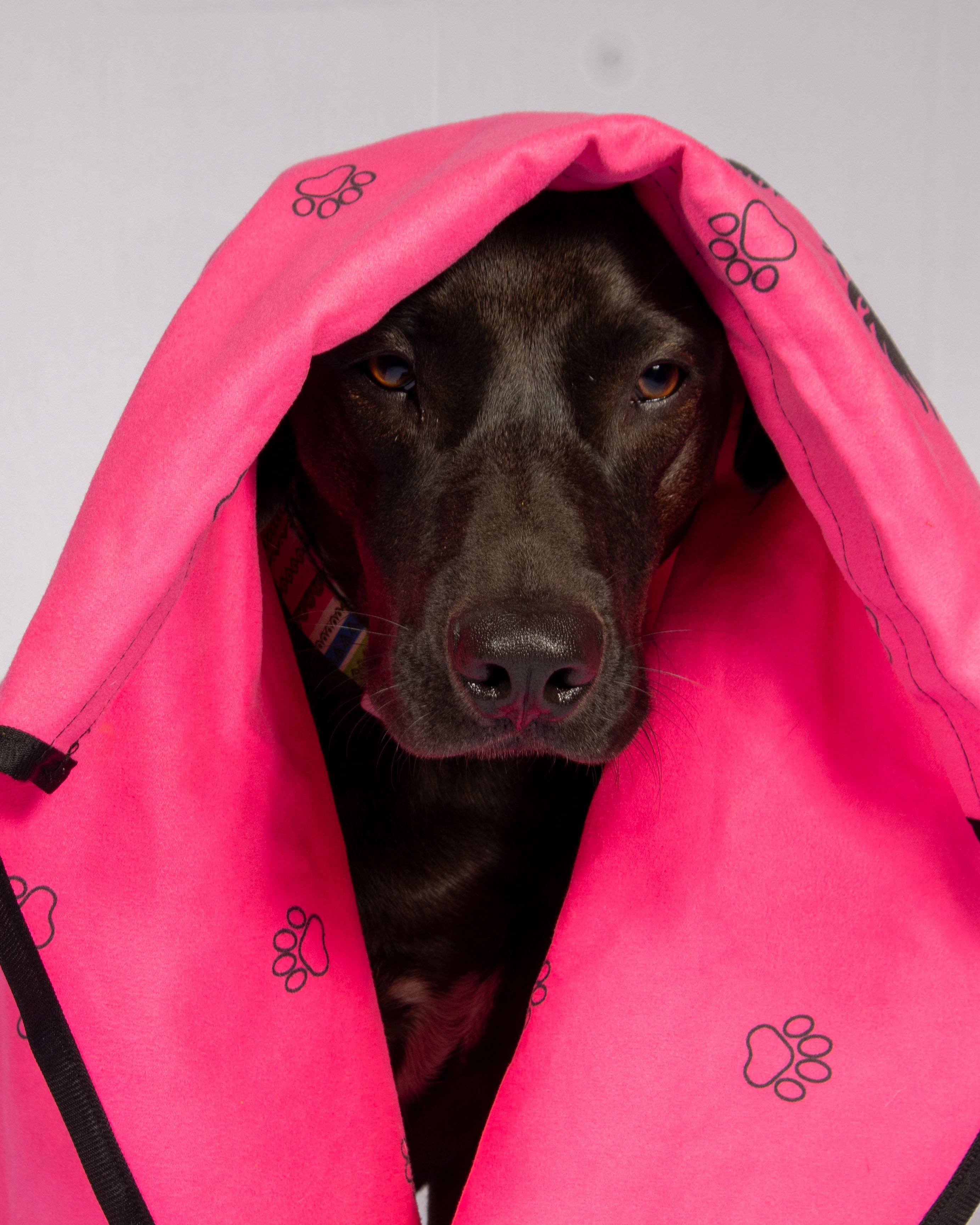 Simply Pink Beach Leash™ – A Clean & Simple, Everyday 2-in-1 Dog Leash & Towel