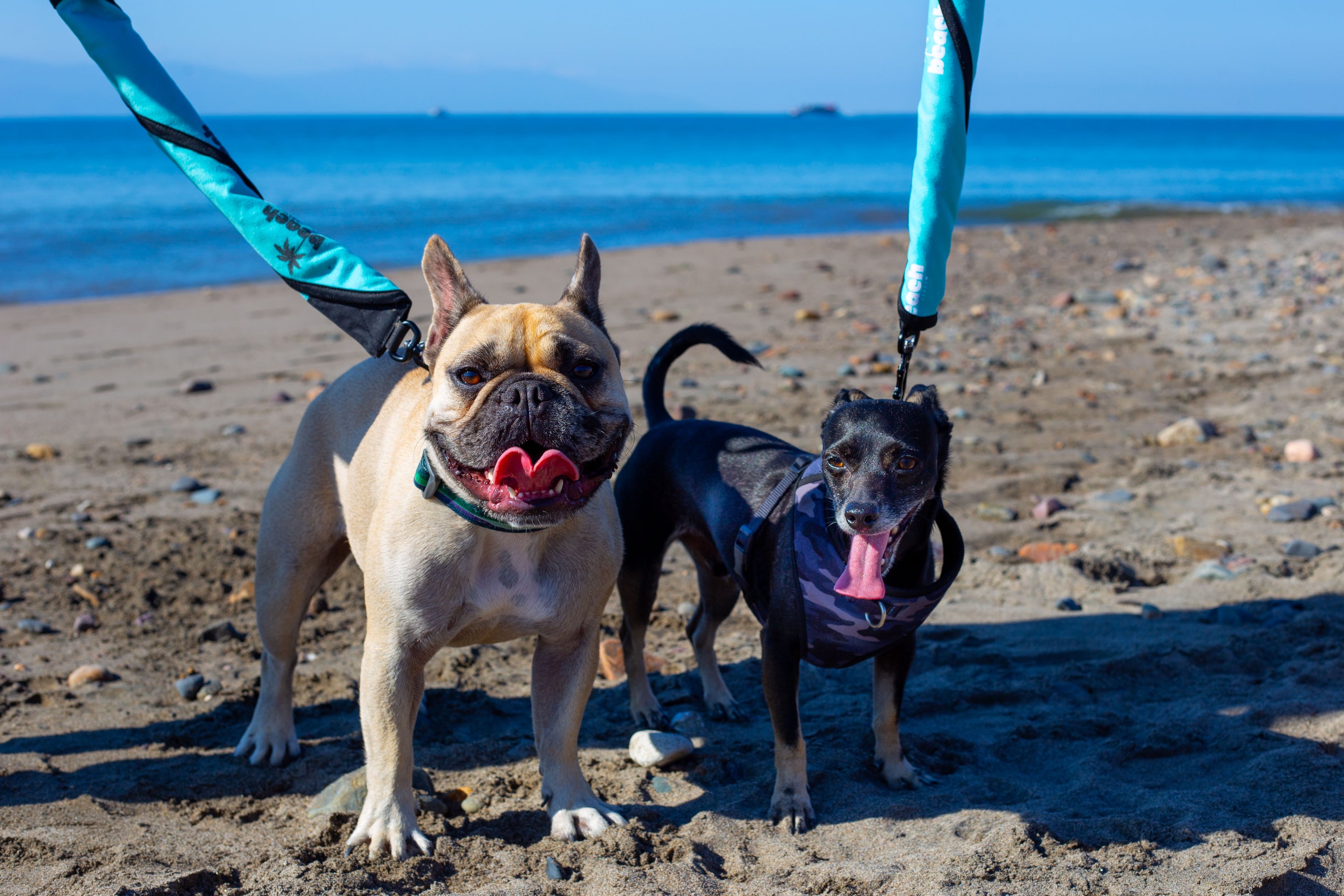 Dogs walking comfortably on Beach Leash in leash mode
