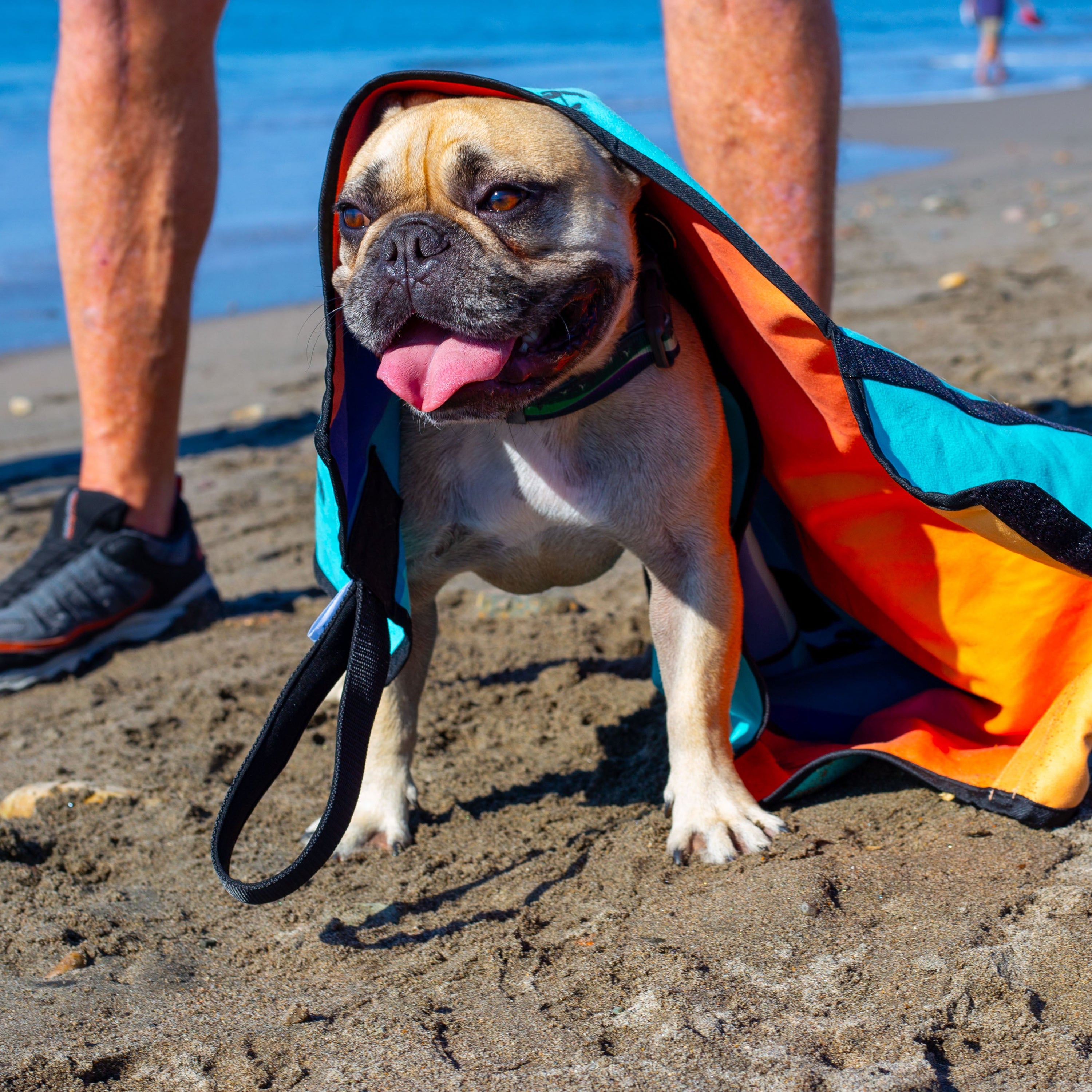 Dog wrapped in Beach Leash after swimming to dry fur