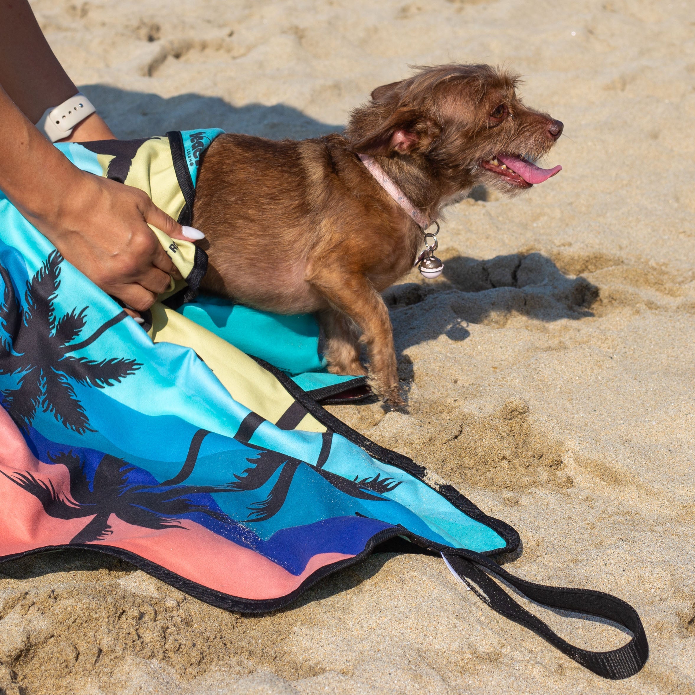 Wet dog drying off in Beach Leash after a swim