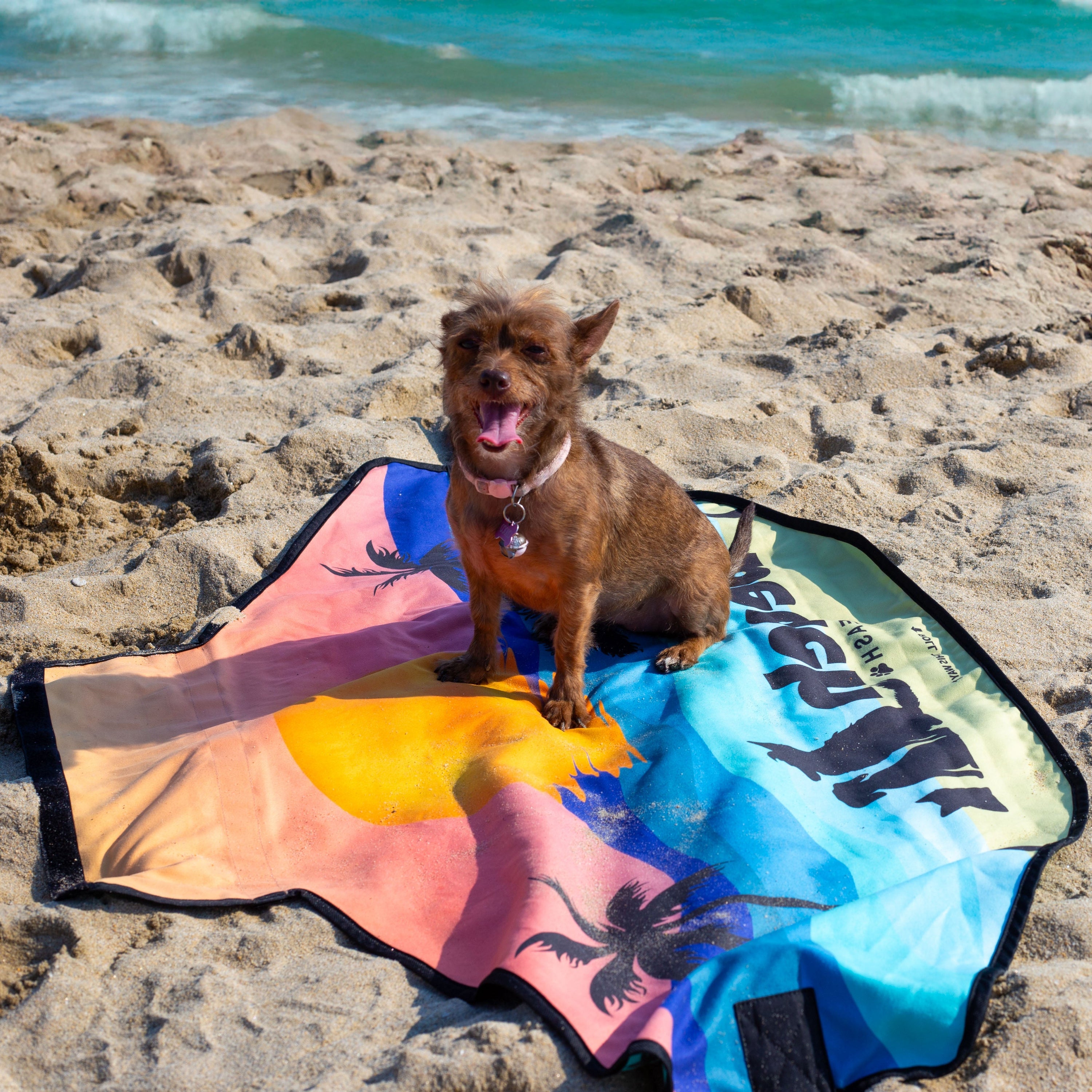 Dog sitting on Beach Leash towel leash at the beach