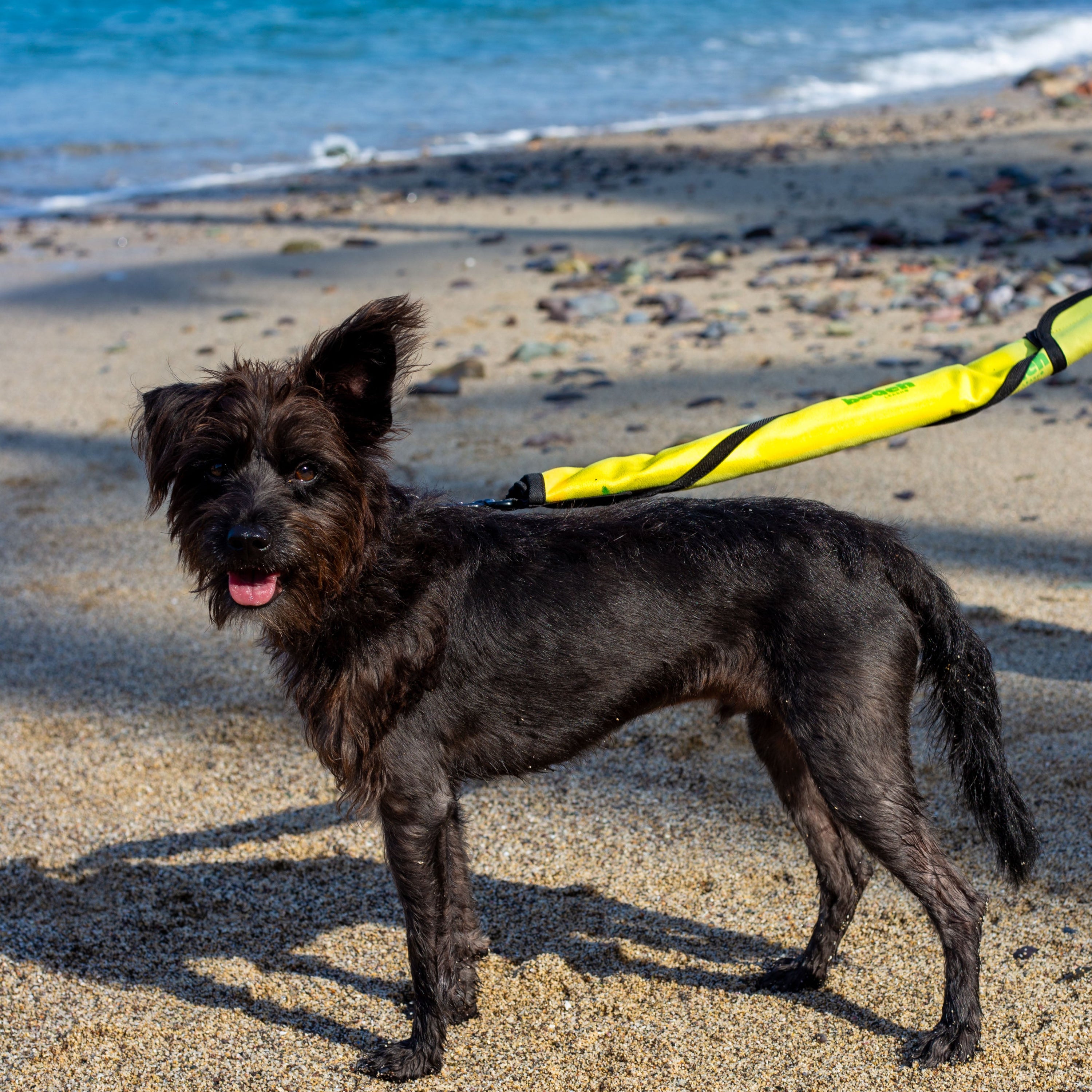 Dog secured on Beach Leash during an outdoor walk