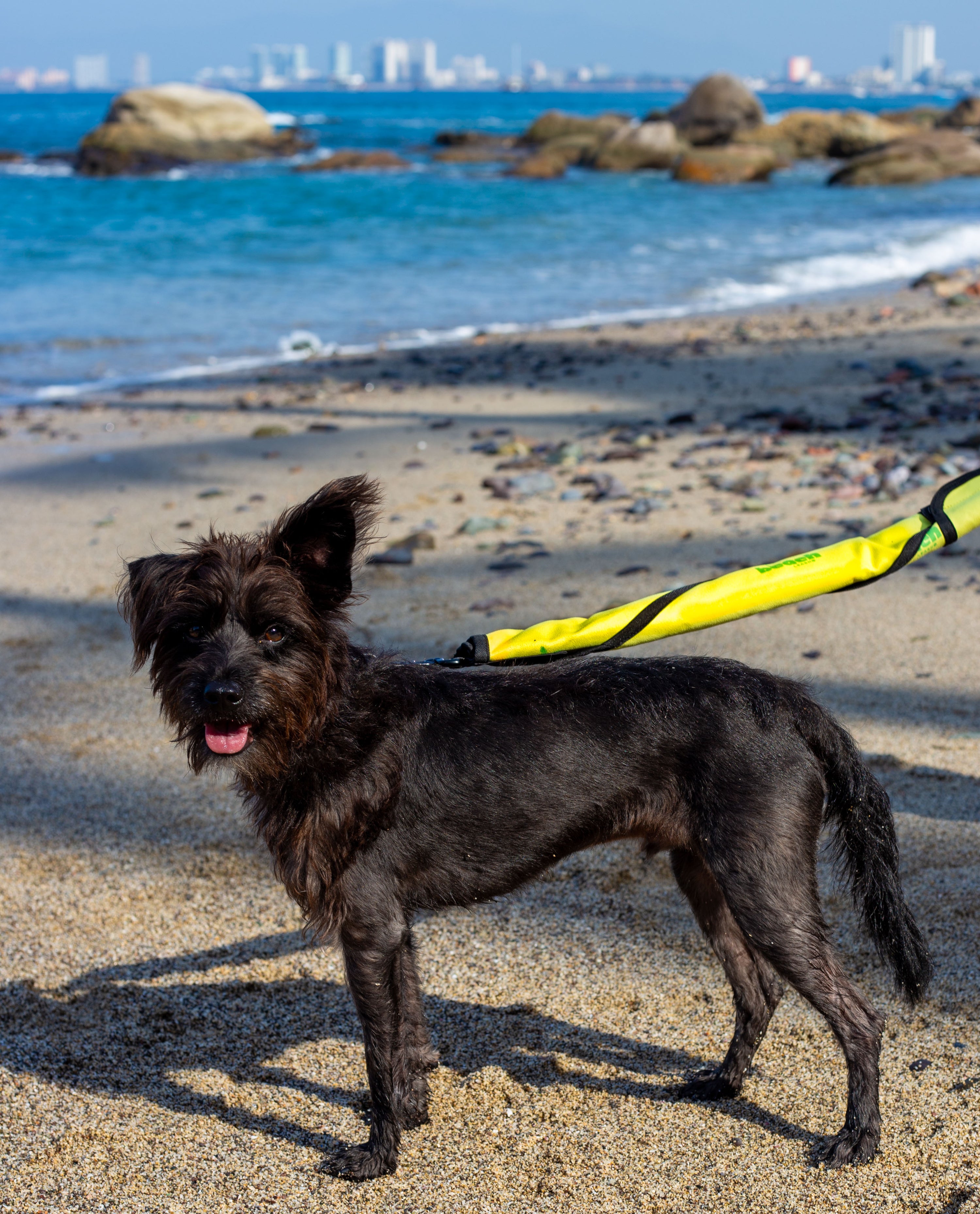 Sea Turtle Serenity Beach Leash™