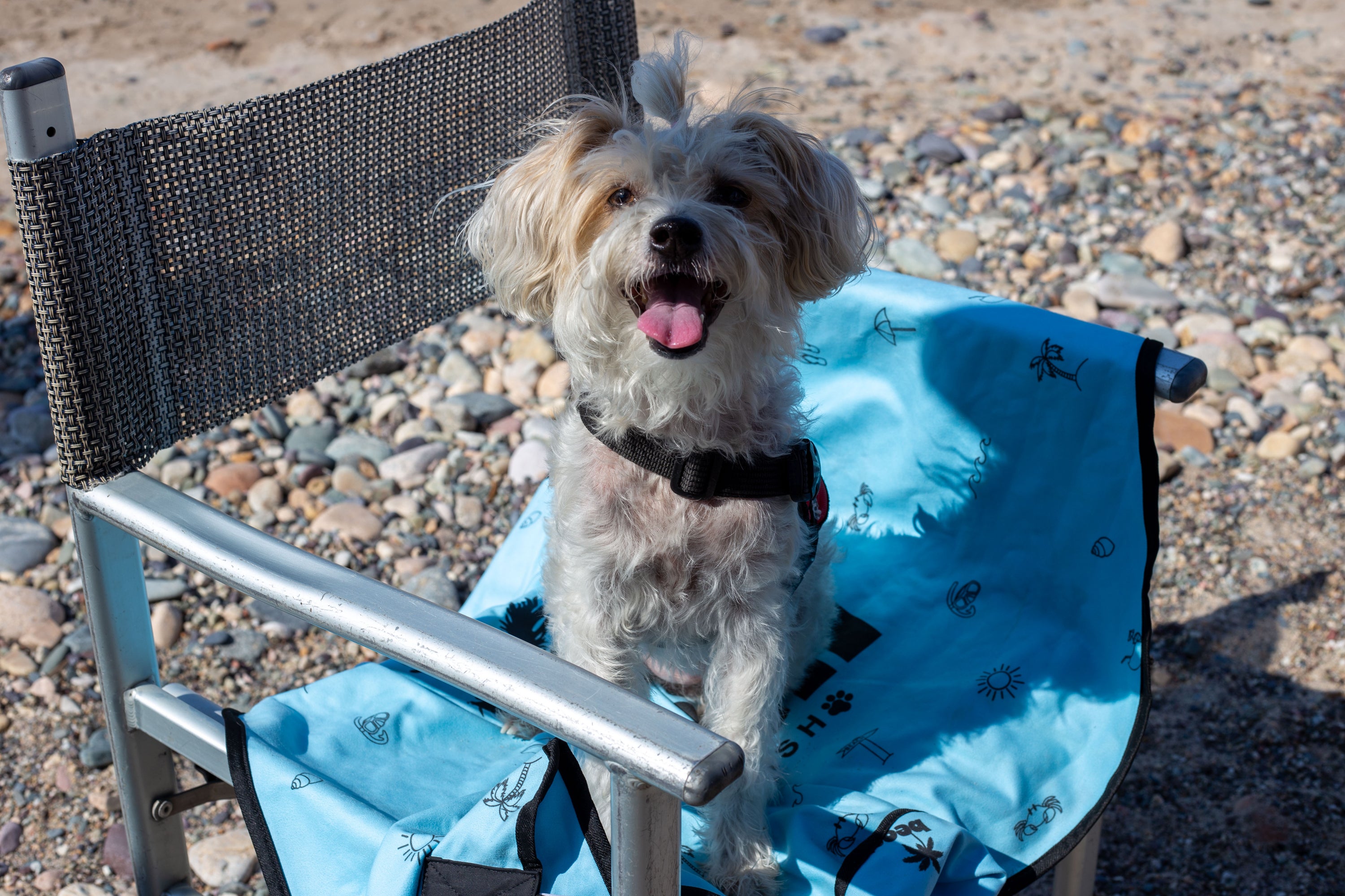 Simply Blue Beach Leash™