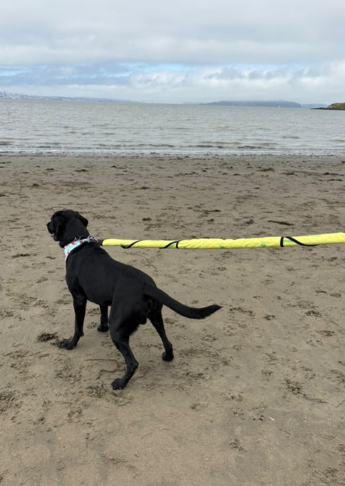 @rex_theblacklabrador