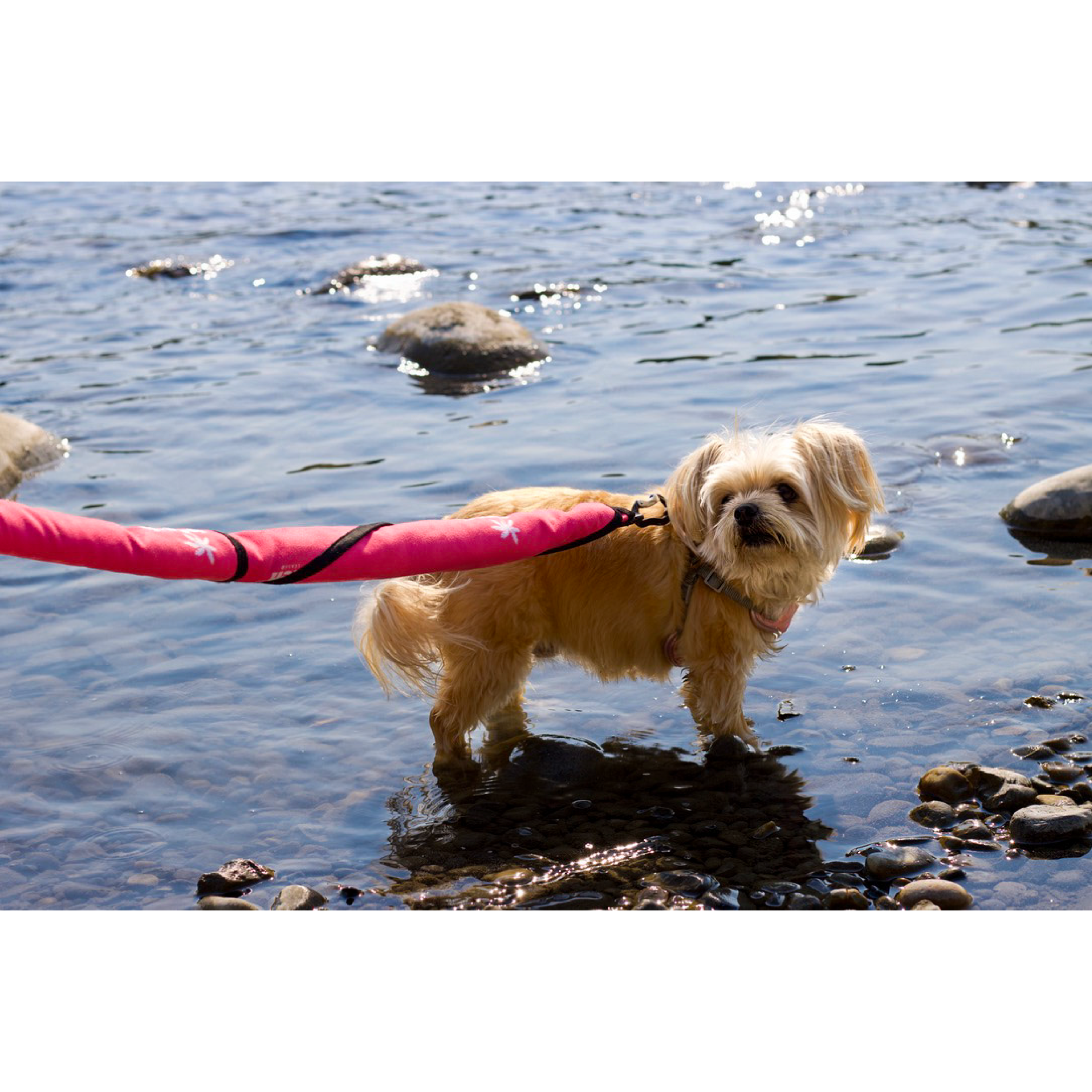 Simply Pink Beach Leash™
